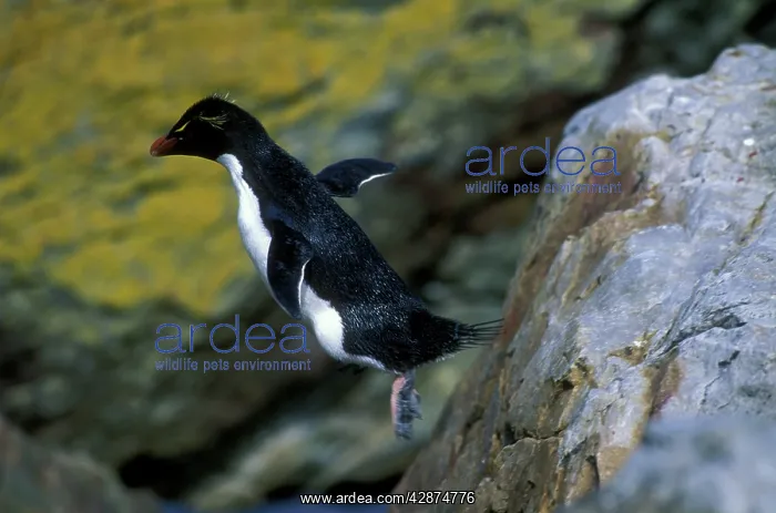 : Rockhopper Penguin - hopping : Rockhopper Penguin - hopping