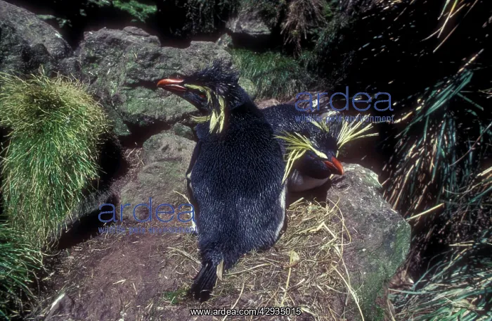  : Rockhopper penguin - incubating