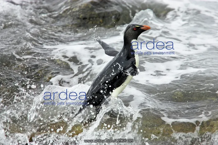 : Rockhopper Penguin - leaping out of surf onto rocky shore : Rockhopper Penguin - leaping out of surf onto rocky shore