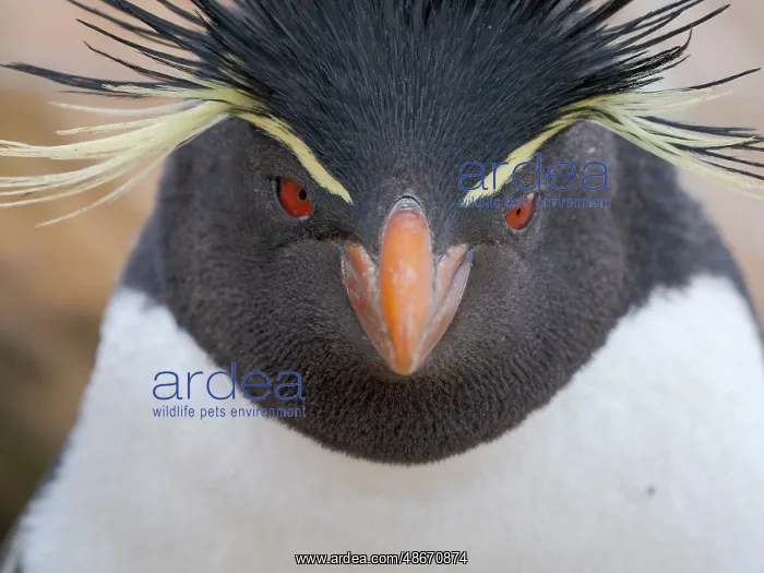 : Rockhopper penguin during spring on Saunders Island : Rockhopper penguin during spring on Saunders Island