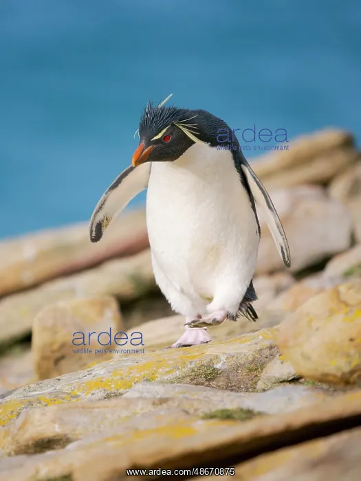 : Rockhopper penguin during spring on Saunders Island : Rockhopper penguin during spring on Saunders Island