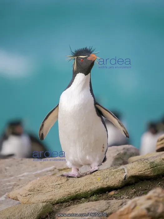 : Rockhopper penguin during spring on Saunders Island : Rockhopper penguin during spring on Saunders Island