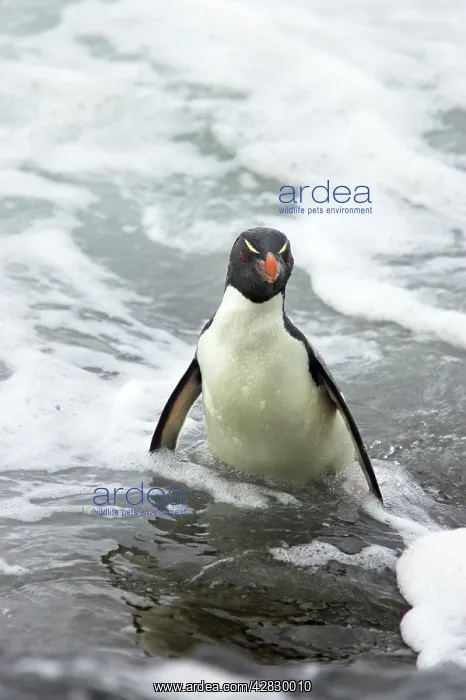 : Rockhopper Penguin - struggling ashore in pounding waves : Rockhopper Penguin - struggling ashore in pounding waves