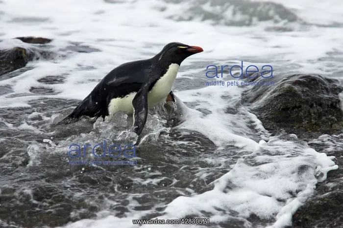 : Rockhopper Penguin - Struggling ashore in pounding waves : Rockhopper Penguin - Struggling ashore in pounding waves