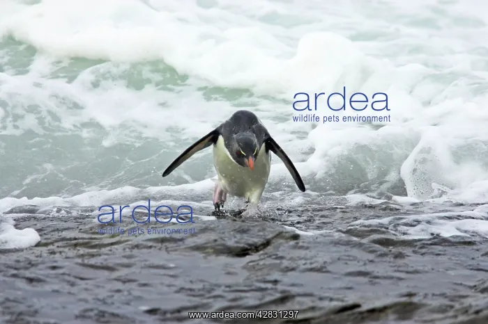 : Rockhopper Penguin - struggling ashore in pounding waves : Rockhopper Penguin - struggling ashore in pounding waves