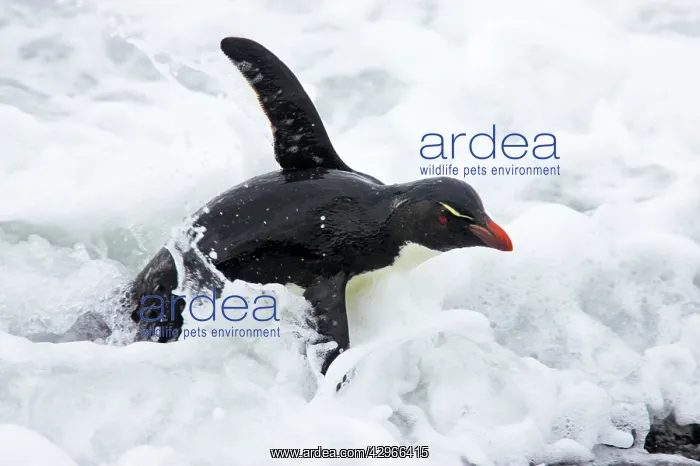 : Rockhopper Penguin - struggling ashore in pounding waves : Rockhopper Penguin - struggling ashore in pounding waves