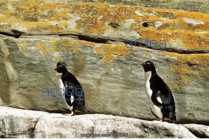 : ROCKHOPPER PENGUIN - two, on rock : ROCKHOPPER PENGUIN - two, on rock