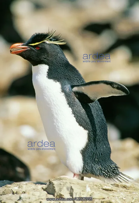 : Rockhopper PENGUIN - side view, carrying pebble in beak : Rockhopper PENGUIN - side view, carrying pebble in beak