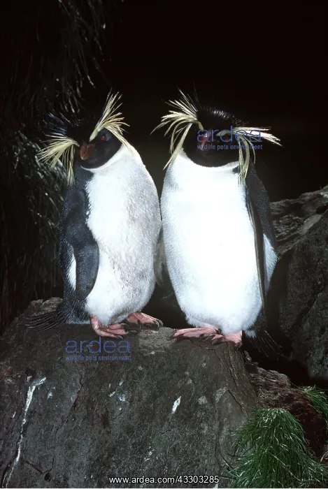 : ROCKHOPPER PENGUIN x two on rock : ROCKHOPPER PENGUIN x two on rock