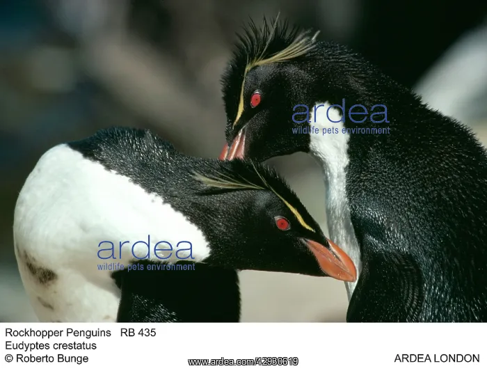 : Rockhopper PENGUINS : Rockhopper PENGUINS
