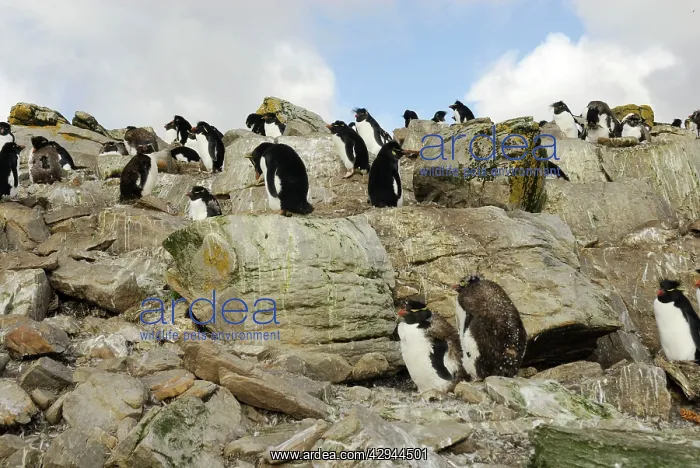  : Rockhopper Penguins