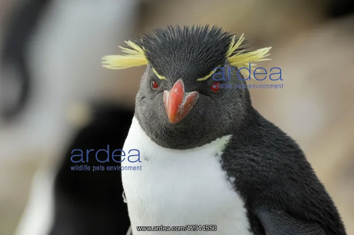 : Rockhopper Penguins : Rockhopper Penguins