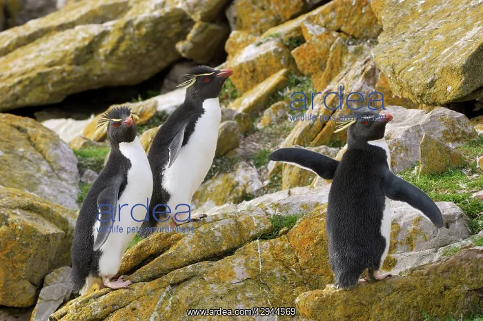 : Rockhopper Penguins : Rockhopper Penguins