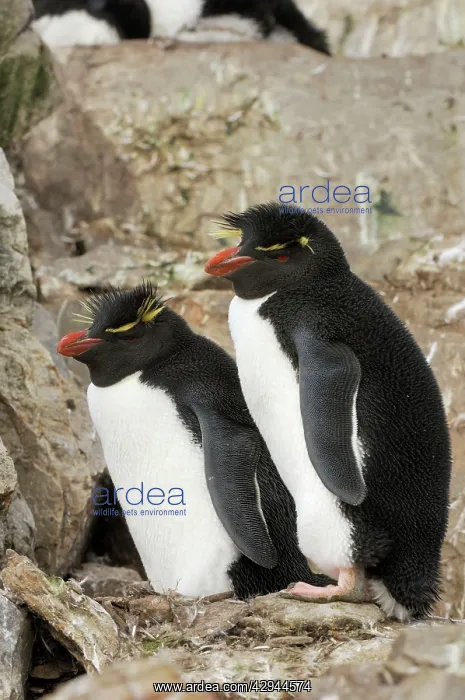  : Rockhopper Penguins
