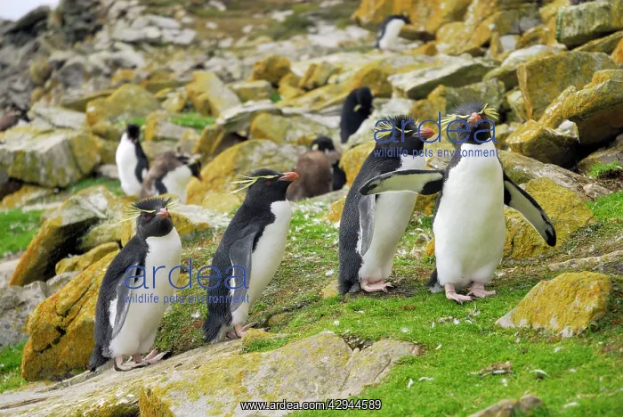 : Rockhopper Penguins : Rockhopper Penguins