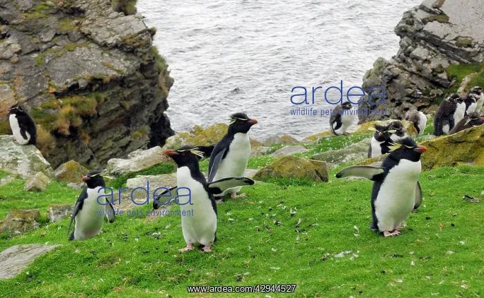  : Rockhopper Penguins - On cliff top
