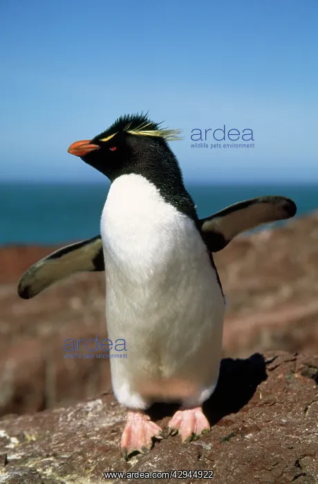 : Rockhopper Penguins - close-up of single bird with : Rockhopper Penguins - close-up of single bird with