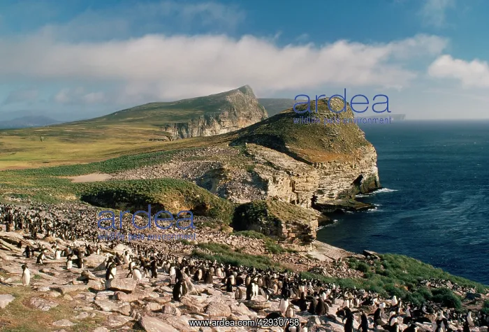 : Rockhopper Penguins - colony : Rockhopper Penguins - colony