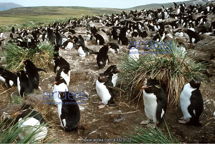 : ROCKHOPPER PENGUINS - colony : ROCKHOPPER PENGUINS - colony