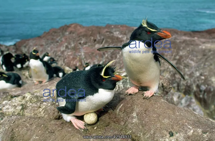 : Rockhopper Penguins - and egg - pair at nest with egg : Rockhopper Penguins - and egg - pair at nest with egg