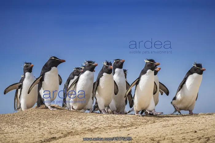 : Rockhopper penguins (Eudyptes chrysocome) on the way to their colony : Rockhopper penguins (Eudyptes chrysocome) on the way to their colony