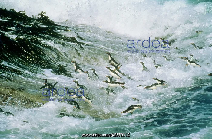 : Rockhopper PENGUINS - group jumping through sea : Rockhopper PENGUINS - group jumping through sea