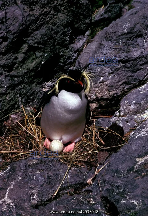 : Rockhopper penguins - incubating : Rockhopper penguins - incubating