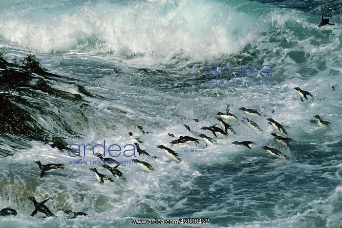 : Rockhopper Penguins - surfing into shore : Rockhopper Penguins - surfing into shore
