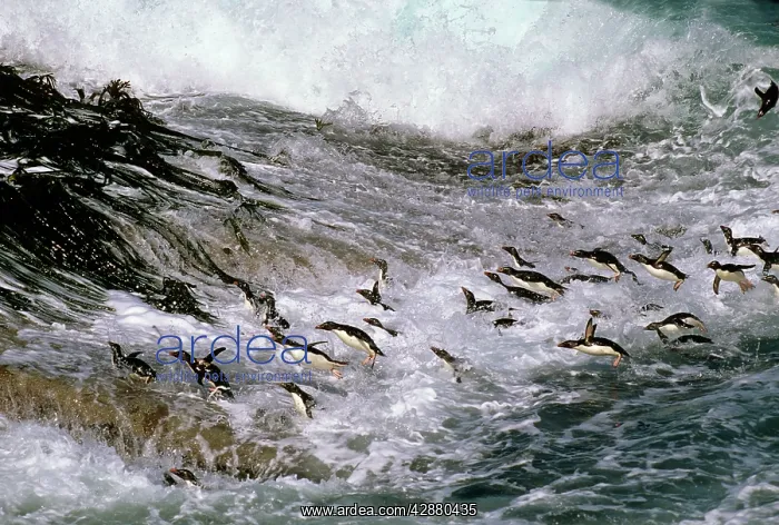 : Rockhopper penguins - surfing in to shore : Rockhopper penguins - surfing in to shore