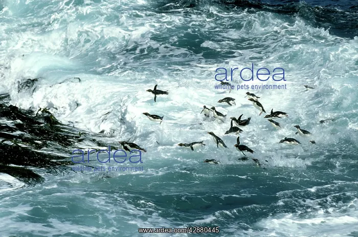 : Rockhopper Penguins - surfing into shore : Rockhopper Penguins - surfing into shore
