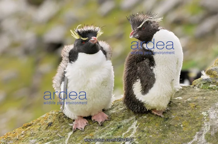 : Rockhopper Penguins - Young ones : Rockhopper Penguins - Young ones