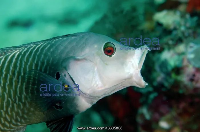 : Rockmover Wrasse : Rockmover Wrasse