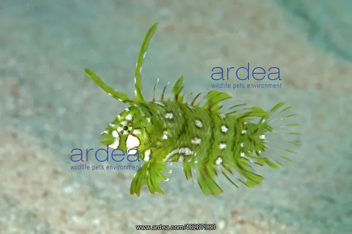  : Rockmover Wrasse - juvenile