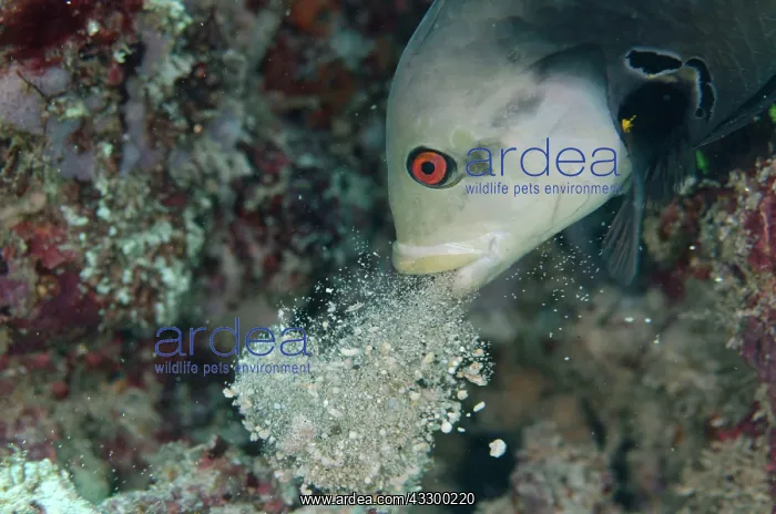 : Rockmover Wrasse (Novaculichthys taeniourus) adult : Rockmover Wrasse (Novaculichthys taeniourus) adult