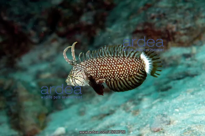 : Rockmover Wrasse Sub-adult : Rockmover Wrasse Sub-adult