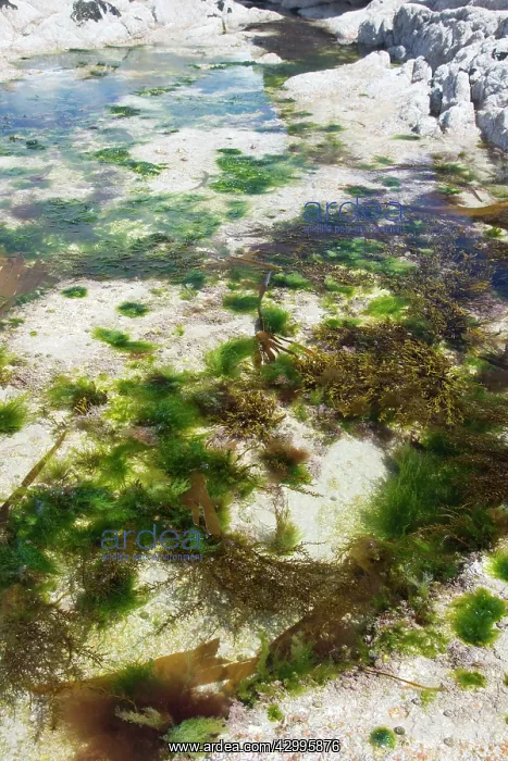 : Rockpool creatures and plants : Rockpool creatures and plants