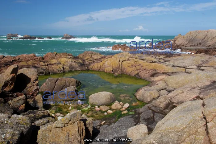 : Rockpools revealed at low tide : Rockpools revealed at low tide