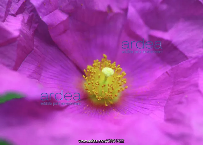 : Rockrose, Cistus Sunset : Rockrose, Cistus Sunset