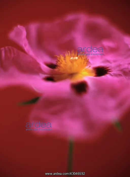 : Rockrose, Cistus : Rockrose, Cistus