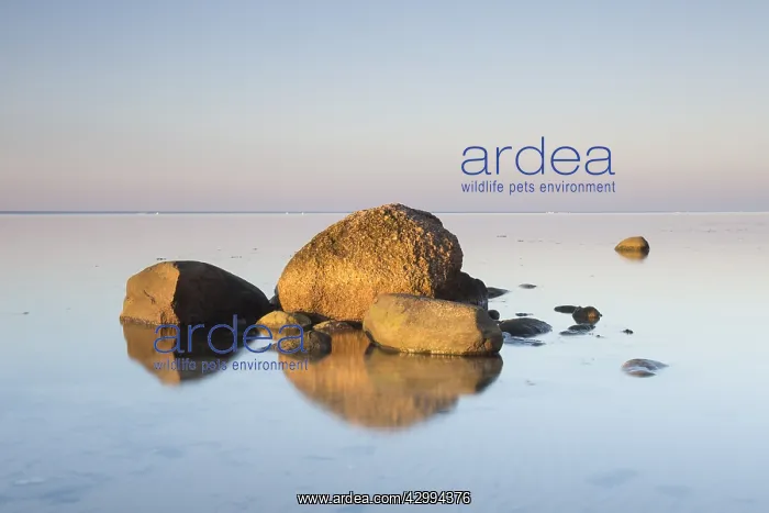 : Rocks in the Baltic sea - Germany : Rocks in the Baltic sea - Germany