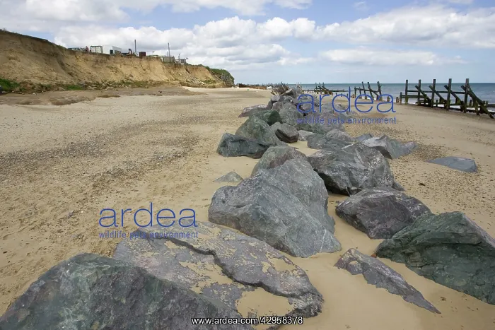 : Rocks dumped on beach to reduce severe coastal erosion : Rocks dumped on beach to reduce severe coastal erosion