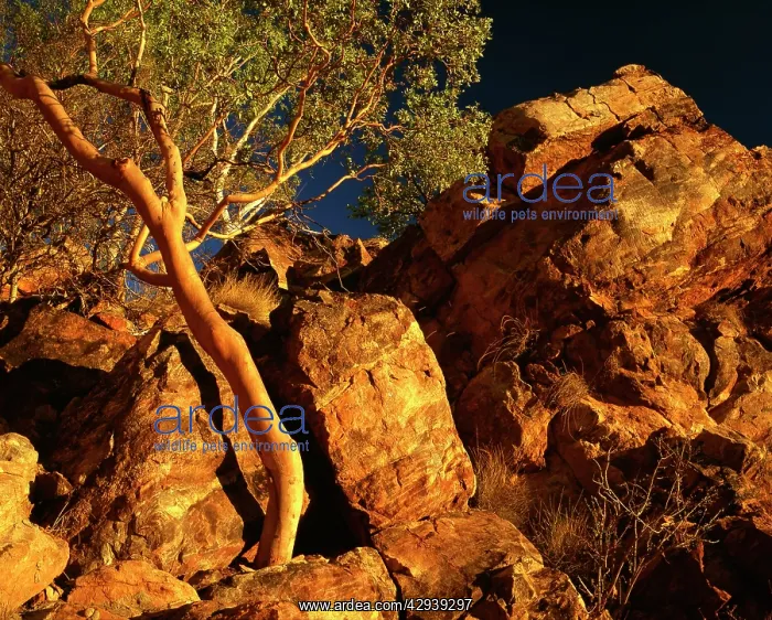  : Rocks and a eucalypt.in early morning light. Boodjamulla
