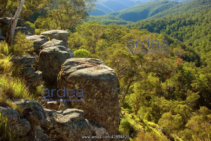 : Rocks and forest - from the rim around Ebor Falls : Rocks and forest - from the rim around Ebor Falls