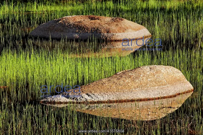 : Rocks and grass at first light, Tuolumne Meadows : Rocks and grass at first light, Tuolumne Meadows