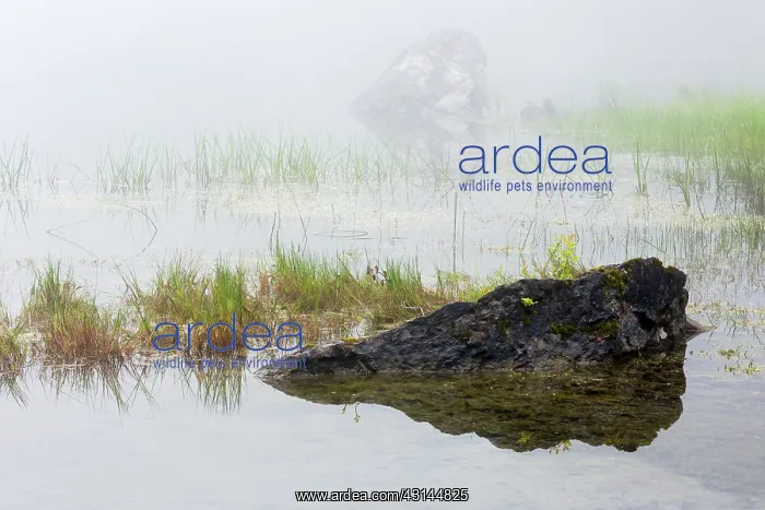 : Rocks and grasses in a misty lake : Rocks and grasses in a misty lake