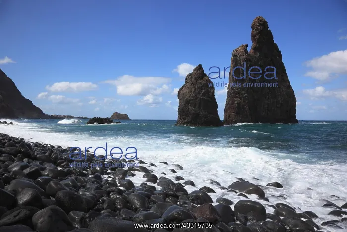 : The Rocks, Ilheus da Ribeira da Janela, on the West : The Rocks, Ilheus da Ribeira da Janela, on the West