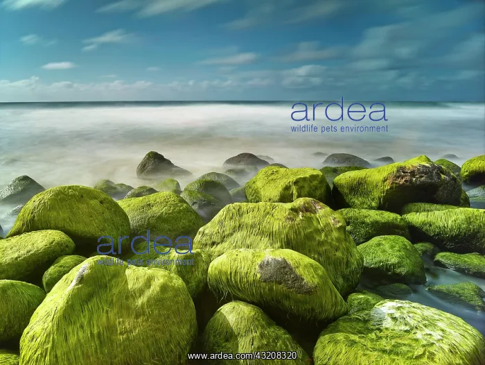 : Rocks and seaweed on the beach of Napali Coast : Rocks and seaweed on the beach of Napali Coast