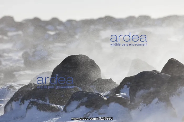 : Rocks in a snowstorm - Vik - Iceland : Rocks in a snowstorm - Vik - Iceland