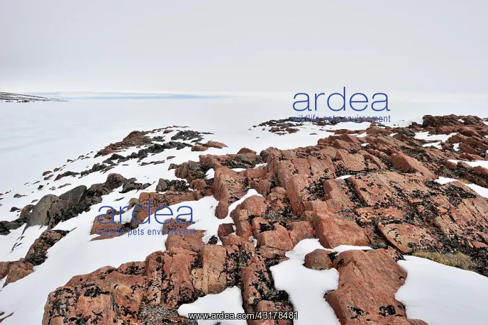 : Rocks in snowy arctic landscape : Rocks in snowy arctic landscape