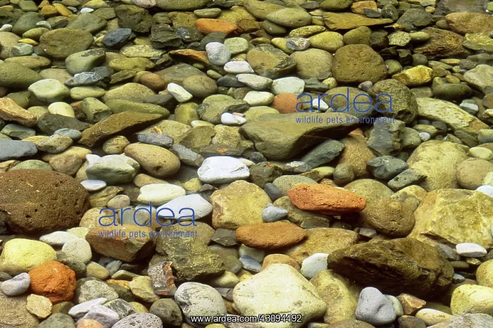 : Rocks in a Stream : Rocks in a Stream